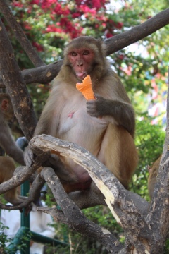 Holy monkey enjoying an ice cream